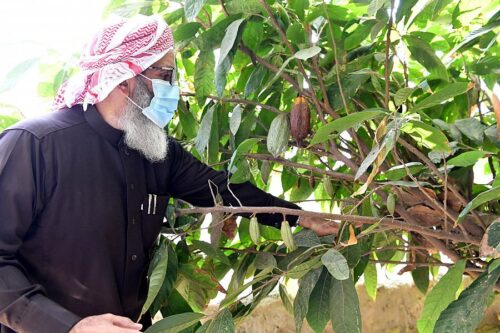 زراعة الكاكاو بمنطقة الجازان