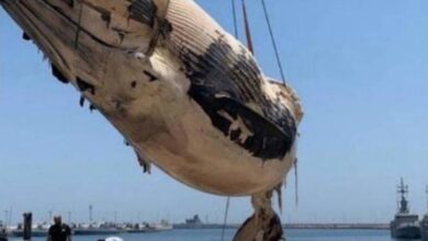 حوت نفق في المياه الكويتية.